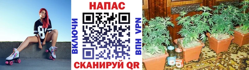 цена наркотик  Красный Холм  МАРИХУАНА сатива 